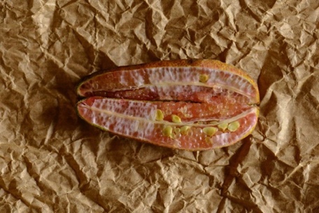 Finger Lime